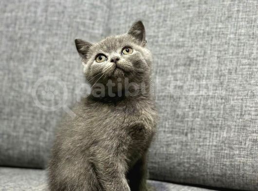 Mama Karşılığı Sahiplendirme görsel