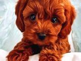 TOOY POODLE YAVRUMUZ 0 TEACUP 