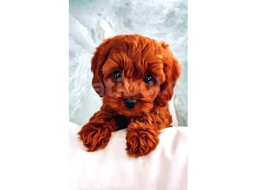 Tooy Poodle Yavrumuz 0 Teacup 