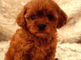 TOOY POODLE YAVRUMUZ 0 TEACUP 