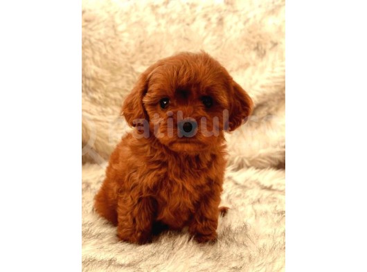 Tooy Poodle Yavrumuz 0 Teacup 