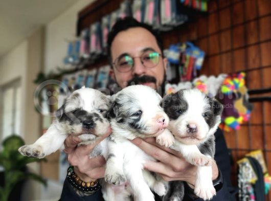 Blue Merle Border Collie Yavrularımız görsel