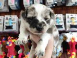 Blue Merle Border Collie Yavrularımız