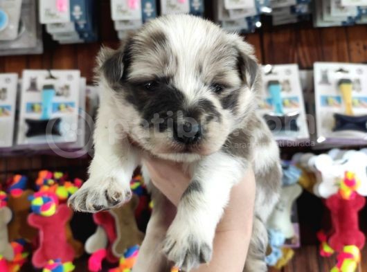Blue Merle Border Collie Yavrularımız görsel