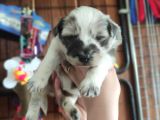 Blue Merle Border Collie Yavrularımız