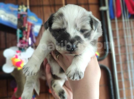 Blue Merle Border Collie Yavrularımız görsel