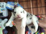 Blue Merle Border Collie Yavrularımız