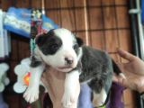 Blue Merle Border Collie Yavrularımız