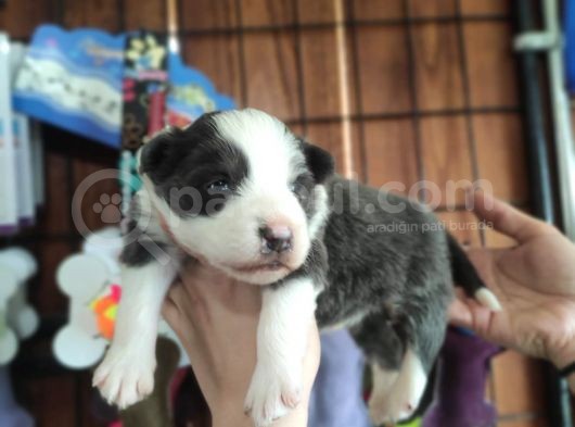 Blue Merle Border Collie Yavrularımız görsel
