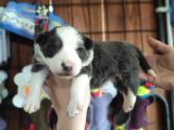 Blue Merle Border Collie Yavrularımız
