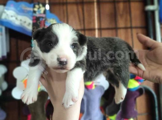 Blue Merle Border Collie Yavrularımız görsel