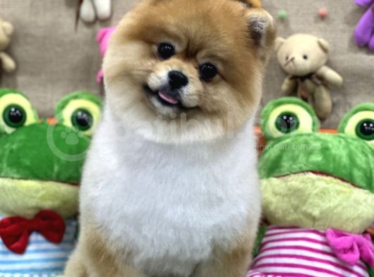 Üst Class Pomeranian Boo görsel