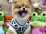 Üst class pomeranian boo