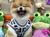 Üst Class Pomeranian Boo