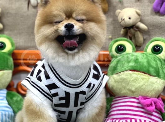 Üst Class Pomeranian Boo görsel