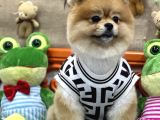 Üst Class Pomeranian Boo