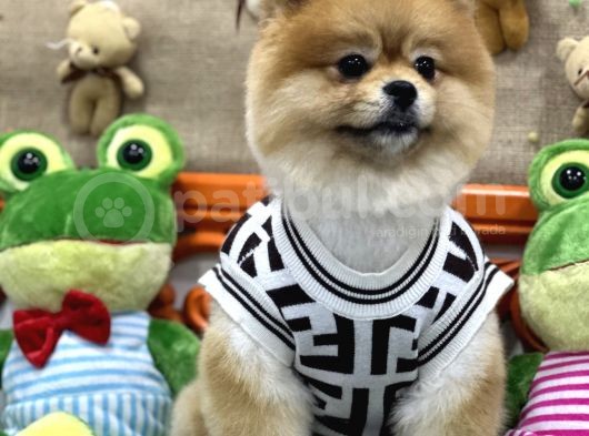 Üst Class Pomeranian Boo görsel