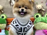 Üst Class Pomeranian Boo