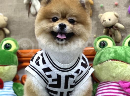 Üst Class Pomeranian Boo görsel