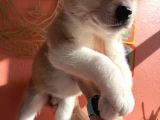 Japon Akita Yavrularımız