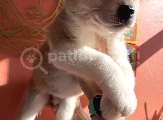Japon Akita Yavrularımız görsel