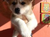 Japon Akita Yavrularımız