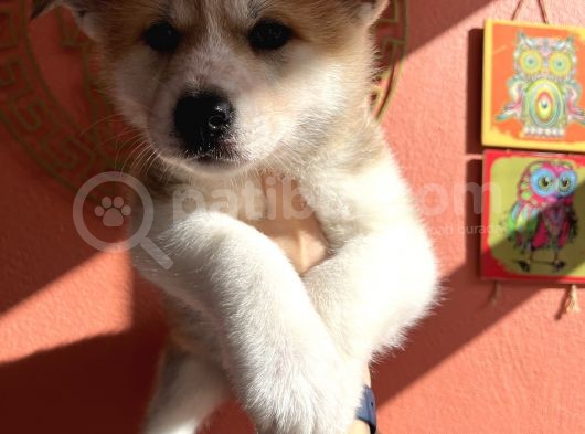 Japon Akita Yavrularımız görsel
