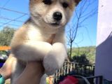 Japon Akita Yavrularımız