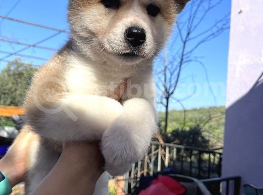 Japon Akita Yavrularımız görsel