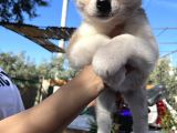 Japon Akita Yavrularımız