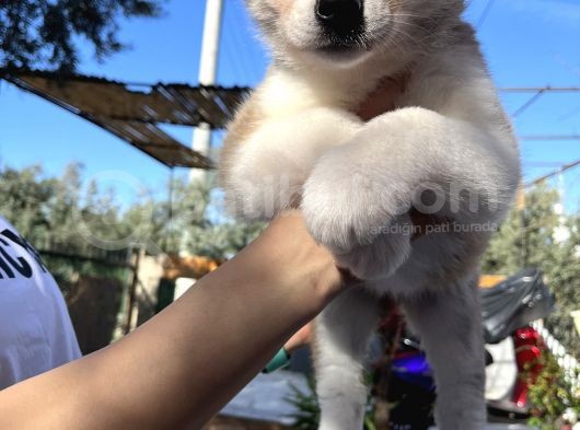 Japon Akita Yavrularımız görsel