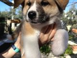 Japon Akita Yavrularımız