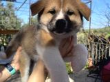 Japon Akita Yavrularımız
