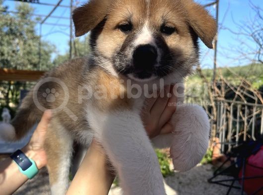 Japon Akita Yavrularımız görsel