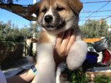 Japon Akita Yavrularımız