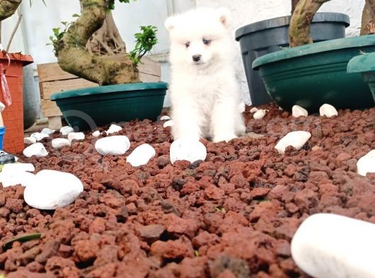 Ayi̇ Yavrusu Samoyed A Kali̇te Irk görsel
