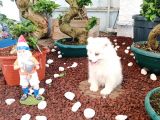 Ayi̇ Yavrusu Samoyed A Kali̇te Irk