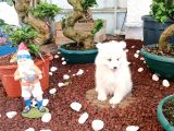 Ayi̇ Yavrusu Samoyed A Kali̇te Irk