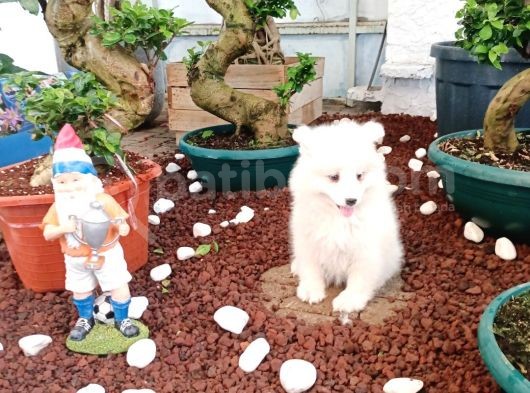 Ayi̇ Yavrusu Samoyed A Kali̇te Irk görsel