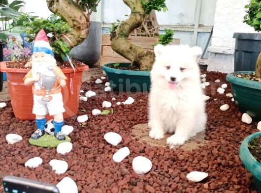 Ayi̇ Yavrusu Samoyed A Kali̇te Irk