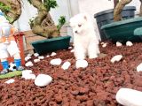 Ayi̇ Yavrusu Samoyed A Kali̇te Irk