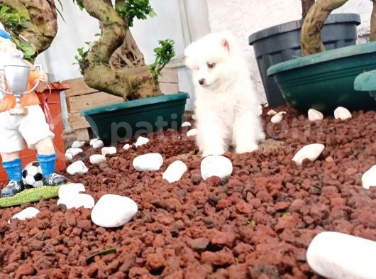 Ayi̇ Yavrusu Samoyed A Kali̇te Irk görsel