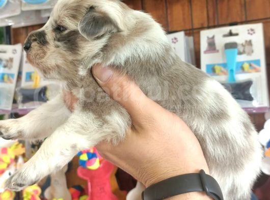 Blue Merle Border Collie Yavrularımız görsel