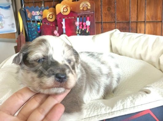 Blue Merle Border Collie Yavrularımız görsel