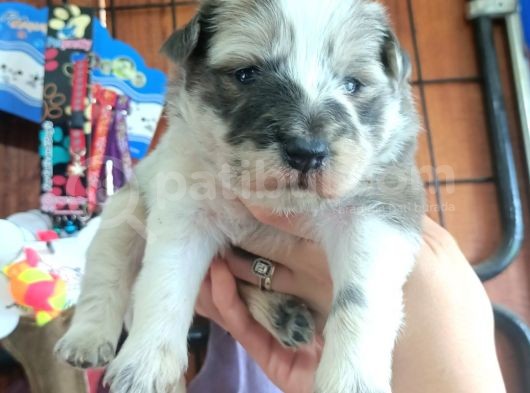 Blue Merle Border Collie Yavrularımız