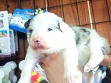 Blue Merle Border Collie Yavrularımız