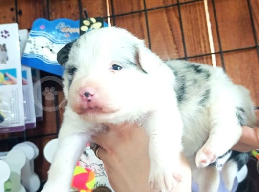 Blue Merle Border Collie Yavrularımız görsel