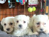 Bembeyaz Maltese Terri̇er 0 Numara