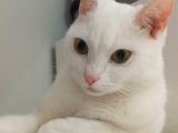 British Shorthair Kızım 1 Yaşında