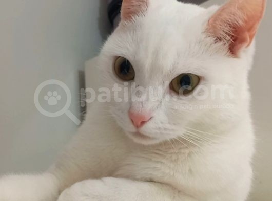 British Shorthair Kızım 1 Yaşında görsel